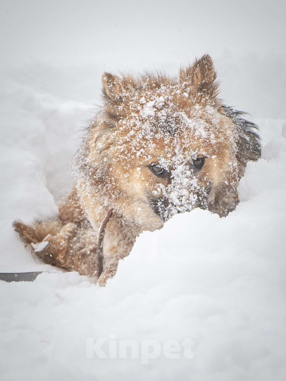 Собаки в Клине: Фисташка — роскошная красавица готова стать частью вашей семьи Девочка, Бесплатно - фото 3