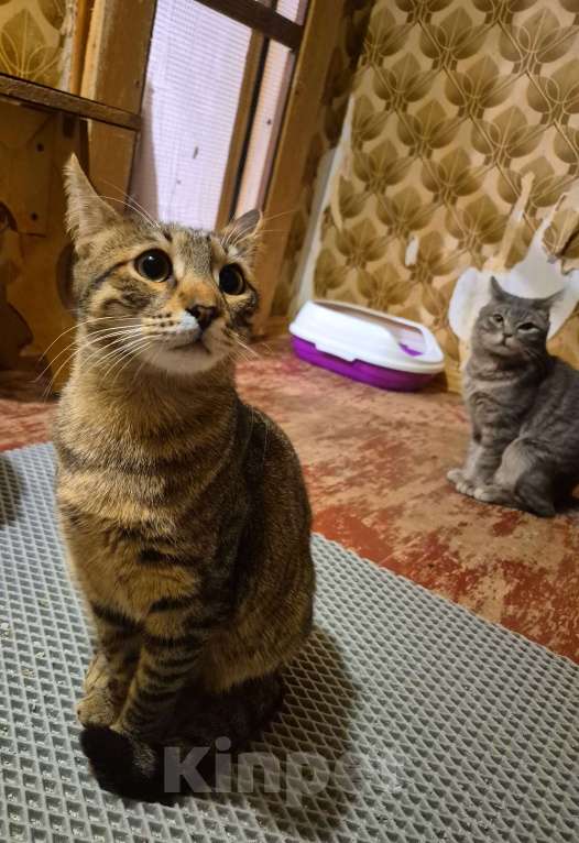 Кошки в Москве: Рафаэль художник ждет маму 7 месяцев Мальчик, Бесплатно - фото 3