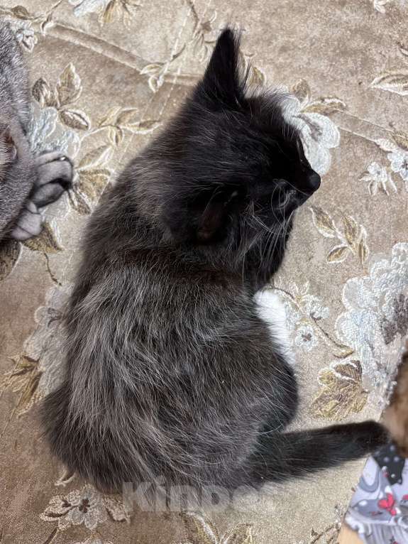 Кошки в Москве: Барсучиха Девочка, Бесплатно - фото 2