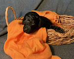 Собаки в Гатчине: Продажа щенков той-пудель Мальчик, 45 000 руб. - фото 4