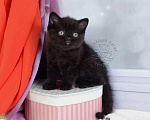 Кошки в Мурином: Британский котик черного окраса Мальчик, 38 000 руб. - фото 2