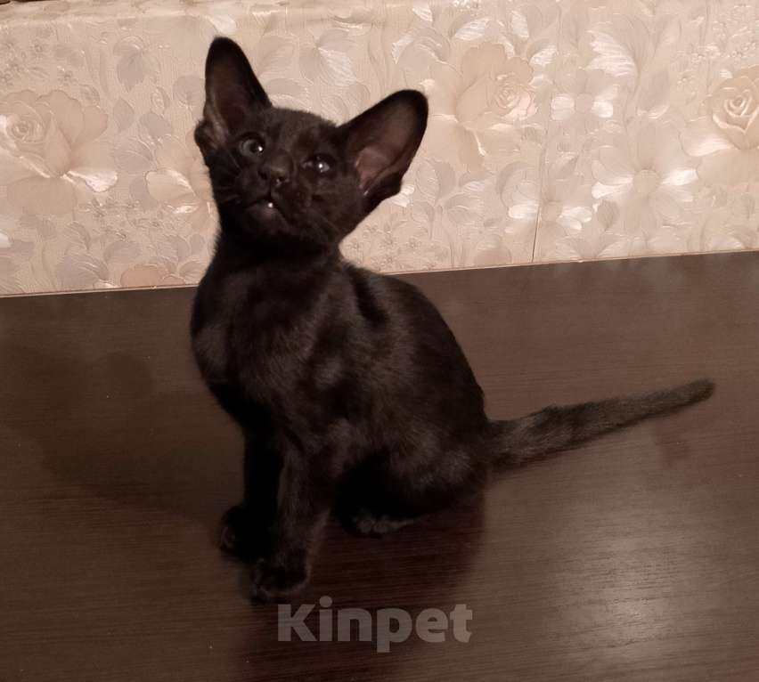 Кошки в Шахте: Продаю котят ориентальной породы  Девочка, 20 001 руб. - фото 2