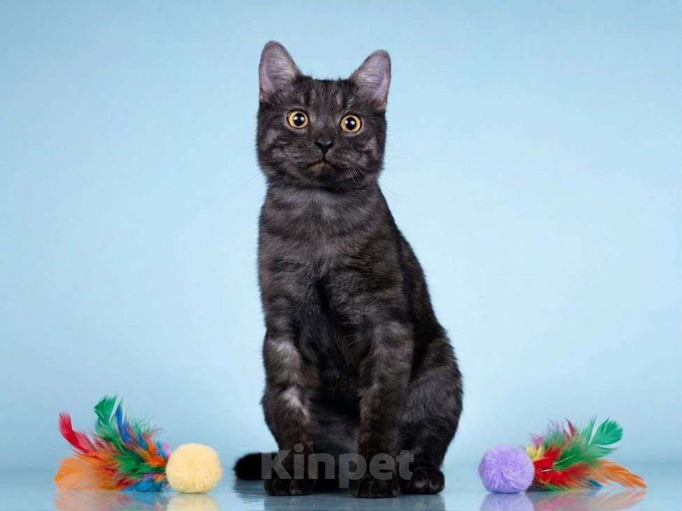 Кошки в Москве: Молоденький ласковый котик Зевс, окрас черный дым Мальчик, Бесплатно - фото 2