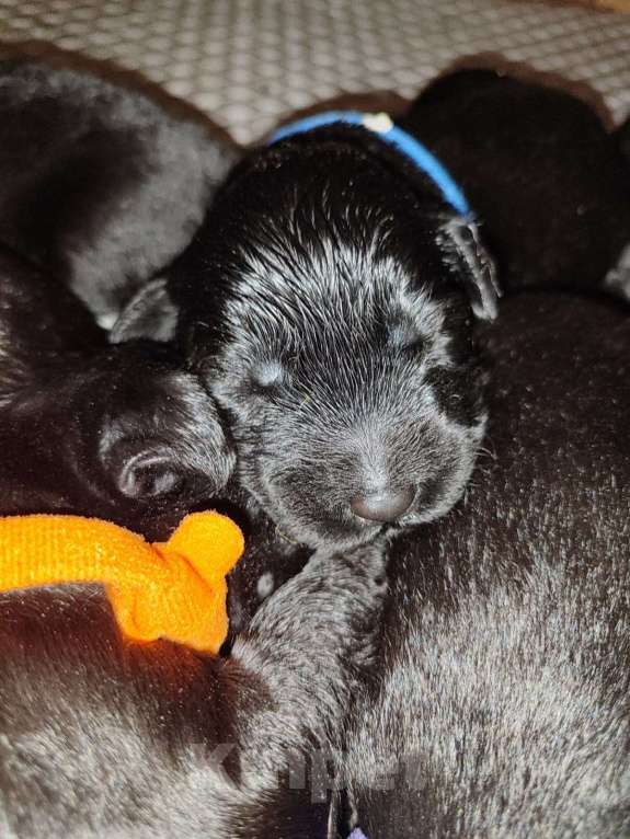 Собаки в других городах Башкортостана: Щенки ризеншнауцера Мальчик, 70 000 руб. - фото 2