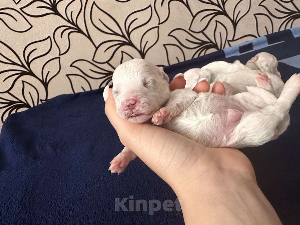 Собаки в Оренбурге: Малыш Бишон фризе Мальчик, 45 000 руб. - фото 2