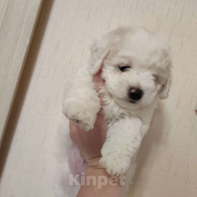 Собаки в Лермонтове: Мальчик и девочка бишон фризе Мальчик, 45 000 руб. - фото 3