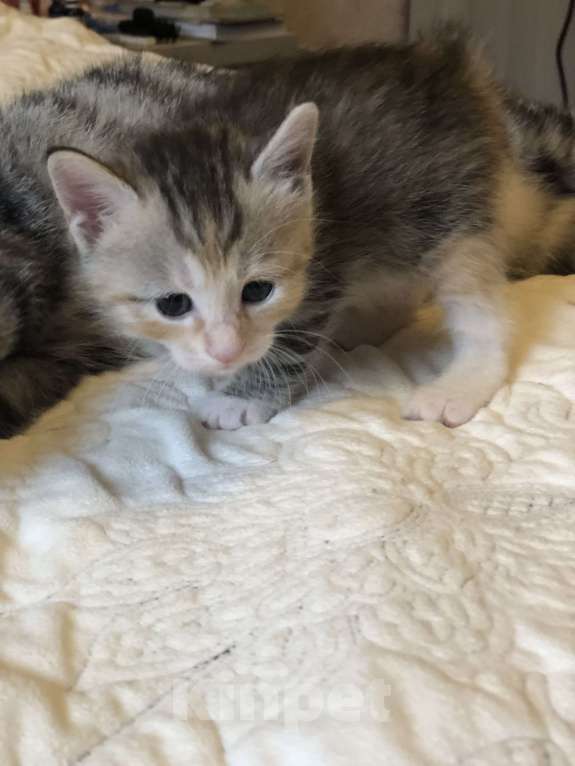 Кошки в других городах Московской области: Котик курильского бобтейла Девочка, 60 000 руб. - фото 2