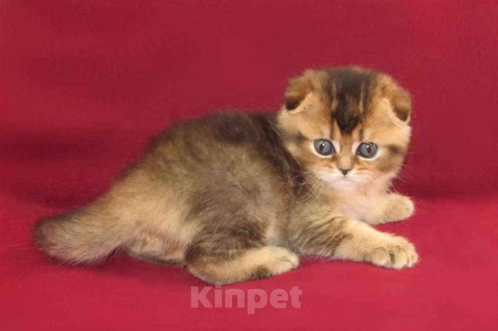 Кошки в Санкт-Петербурге: шотландская кошечка фолд Девочка, Бесплатно - фото 2