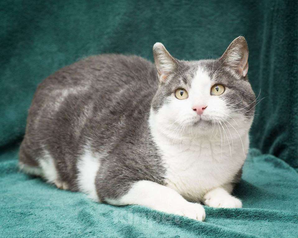 Кошки в Москве: Серо-белый котик ищет дом Мальчик, Бесплатно - фото 2