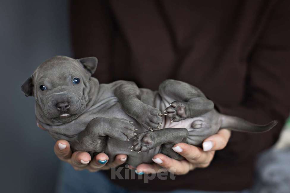 Собаки в других городах Московской области: Щенки Тайского Риджбека Девочка, Бесплатно - фото 3