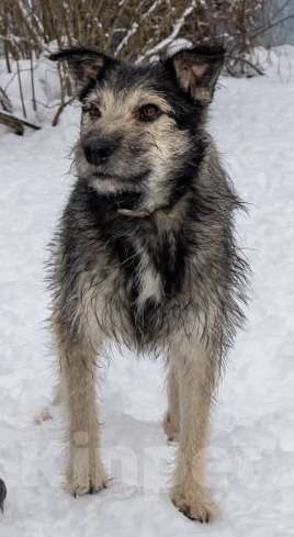 Собаки в Химках: Бруно ищет дом Мальчик, Бесплатно - фото 2