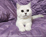 Кошки в Москве: Британские короткошёрстные котята Девочка, Бесплатно - фото 1