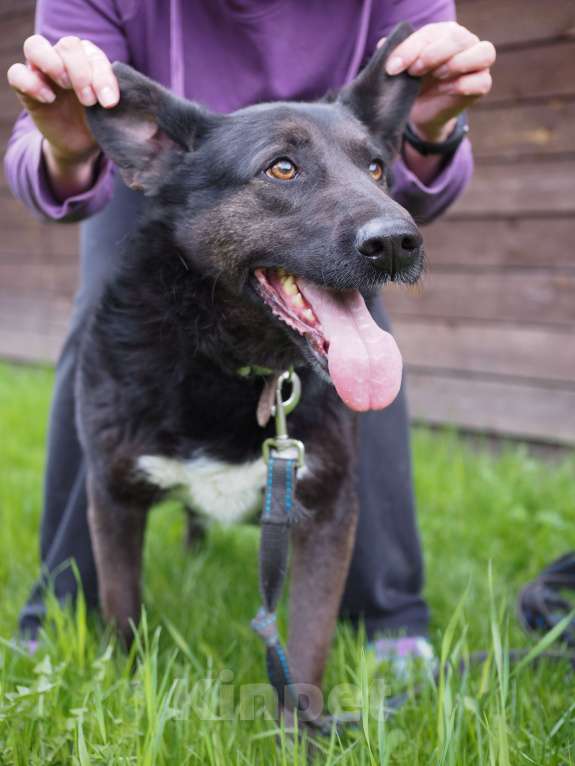 Собаки в Москве: Чудесная Джульетта в потсках дома Девочка, Бесплатно - фото 3