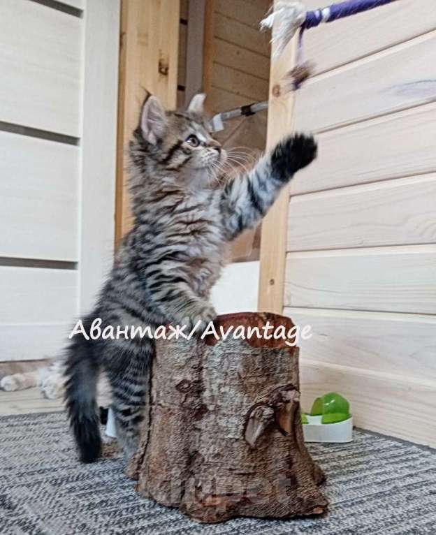 Кошки в Санкт-Петербурге: Сибирский котенок клубный, с документами, девочка  Девочка, Бесплатно - фото 5