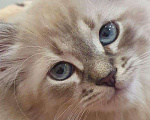 Кошки в Когалыме: Невские маскарадные котята 1.5м. ( д. р. 1декабря, 20 000 руб. - фото 3