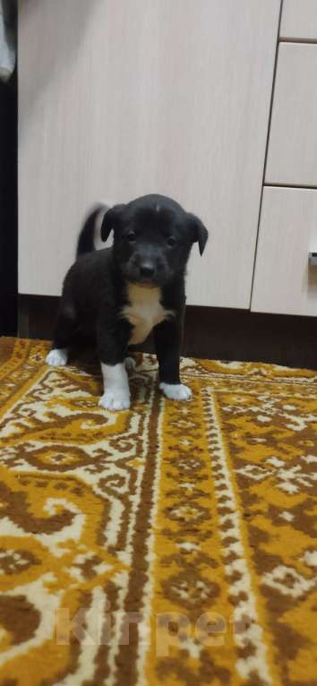 Собаки в других городах Тульской области: Потомки Аляскинского маламута Девочка, Бесплатно - фото 5