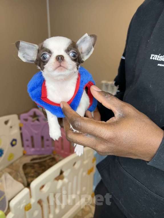 Собаки в Челябинске: Чихуахуа малыш Мальчик, Бесплатно - фото 1