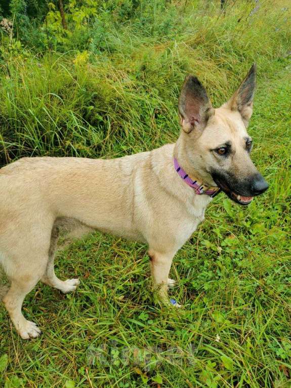 Собаки в других городах Московской области: Собака в добрые руки Девочка, Бесплатно - фото 3