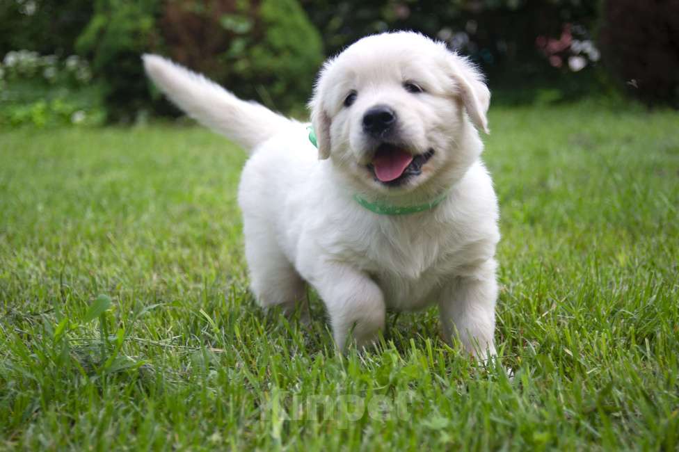 Собаки в Москве: Мальчик золотистого ретривера.  Мальчик, 80 000 руб. - фото 4