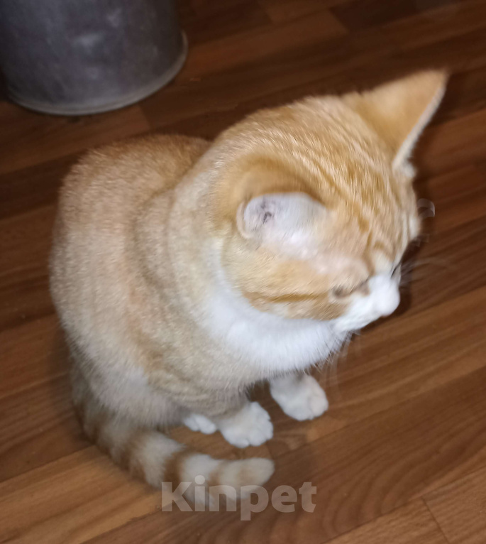 Кошки в Москве: Котик-пирожок ищет дом Мальчик, Бесплатно - фото 4