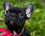 Собаки в Калининграде: Шоколадная девочка французского бульдога Девочка, 50 000 руб. - фото 4