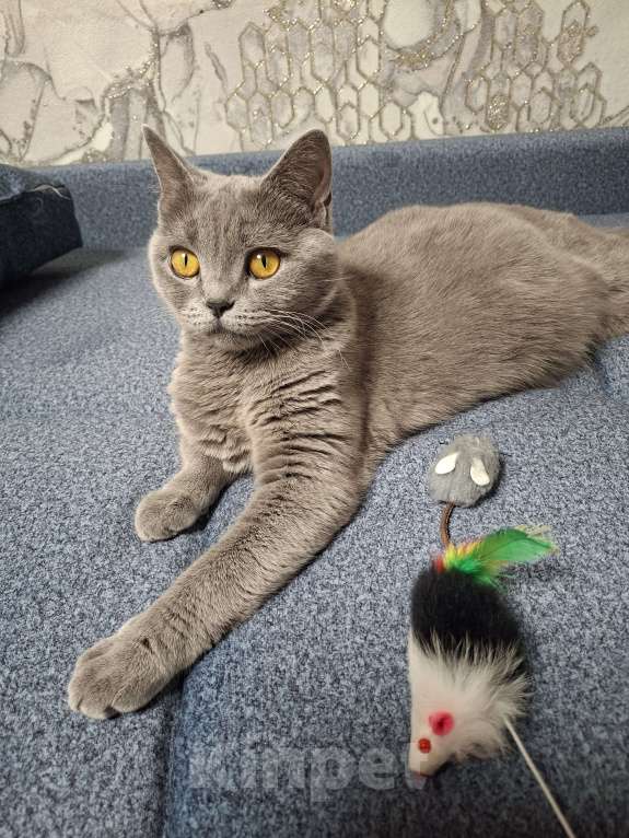 Кошки в Санкт-Петербурге: Продается Шотландский прямоухий мальчик Мальчик, 25 000 руб. - фото 8