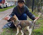 Собаки в Санкт-Петербурге: Снежа – Плюшевая Нежность и Комочек Обаяния! Девочка, Бесплатно - фото 3
