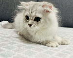 Кошки в Кудрово: Шотландский котенок фолд Мальчик, 25 000 руб. - фото 4