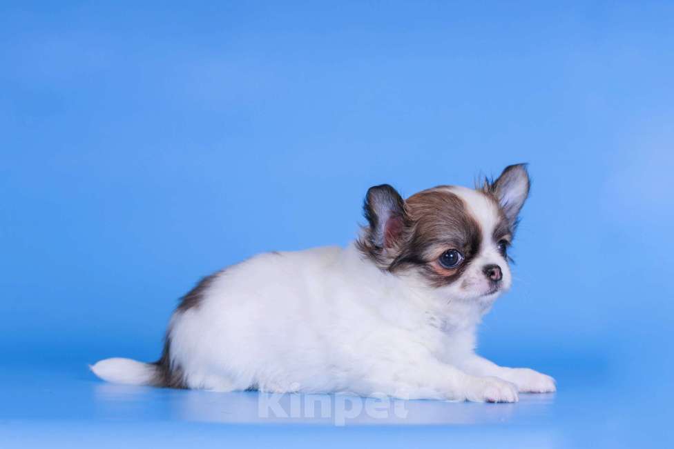 Собаки в Москве: Чихуахуа д/ш девочка Девочка, 50 000 руб. - фото 2