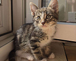 Кошки в Москве: Котенок ищет дом Мальчик, Бесплатно - фото 3