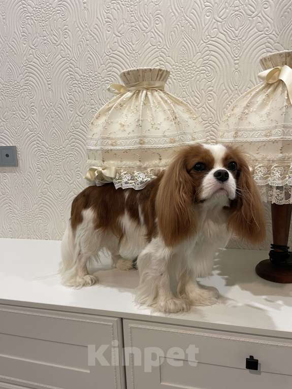 Собаки в Москве: Кавалер Кинг Чарльз Спаниель ВЯЗКА Мальчик, 50 000 руб. - фото 5