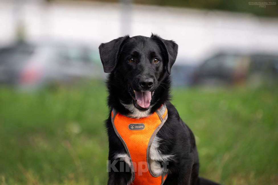 Собаки в Москве: Галактика ищет любящую семью  Девочка, Бесплатно - фото 4