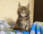 Кошки в Москве: Котёнок Мейн-Кун из питомника Девочка Девочка, 55 000 руб. - фото 5