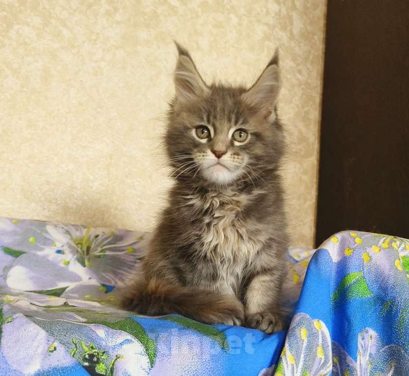Кошки в Москве: Котёнок Мейн-Кун из питомника Девочка Девочка, 55 000 руб. - фото 5
