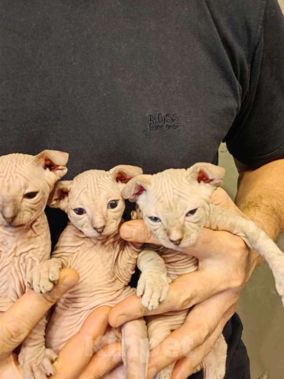 Кошки в Казани: Очаровательный левкой Мальчик, 25 000 руб. - фото 2