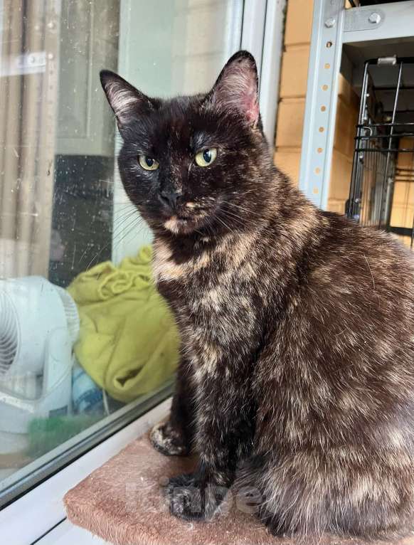 Кошки в Москве: Ласковая плюшевая кошечка Скарлет в добрые руки Девочка, Бесплатно - фото 9