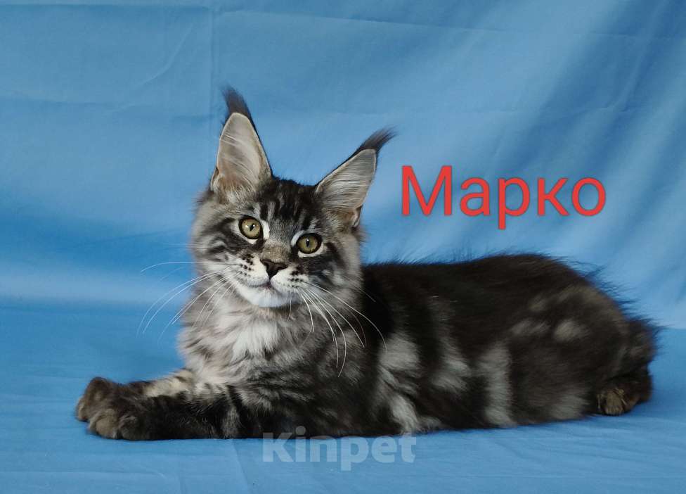 Кошки в Чайковском: Марко Мальчик, 60 000 руб. - фото 1