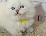 Кошки в других городах Ставропольского края: Котята невские маскарадные Мальчик, 40 000 руб. - фото 7
