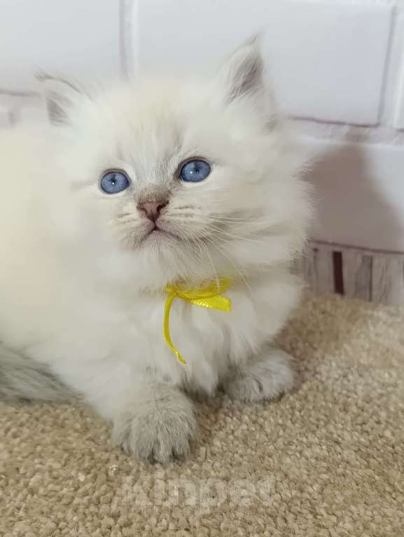 Кошки в других городах Ставропольского края: Котята невские маскарадные Мальчик, 40 000 руб. - фото 7