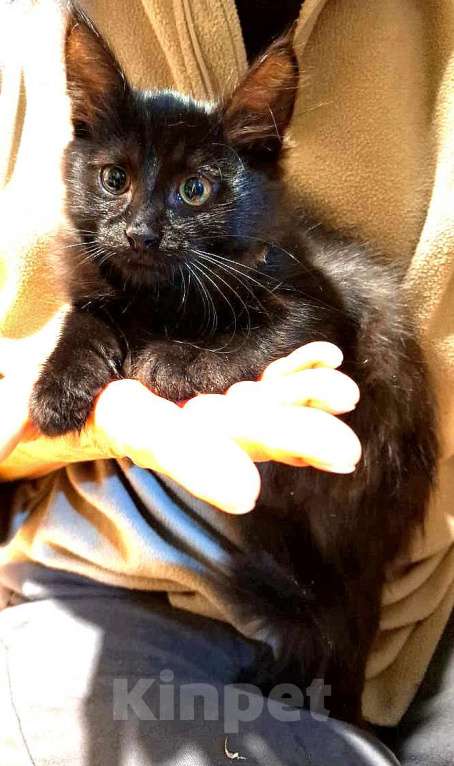 Кошки в других городах Московской области: Котенок в добрые и ответственные руки Мальчик, Бесплатно - фото 3