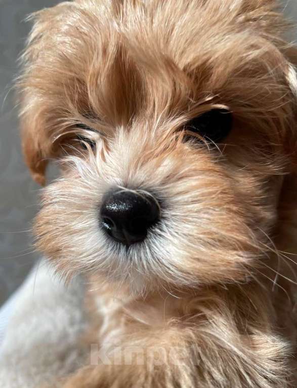 Собаки в Одинцово:  мальтипу  Мальчик, 550 000 руб. - фото 2