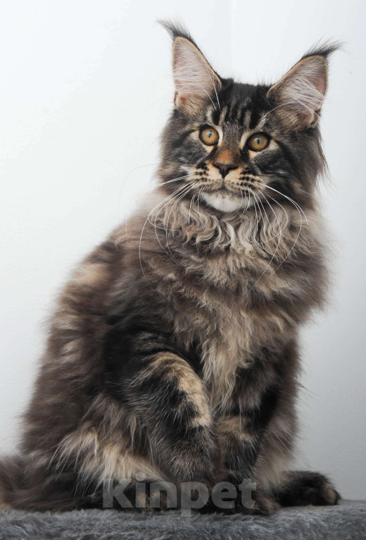 Кошки в Москве: Шубастый котенок мейн-кун  Мальчик, 70 000 руб. - фото 2