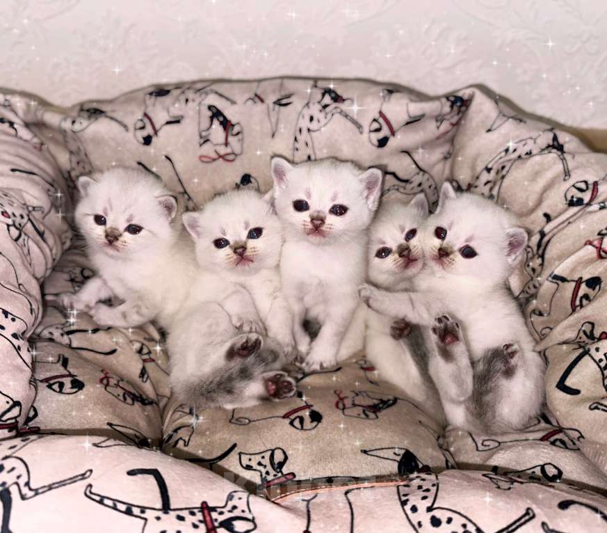 Кошки в Краснодаре: Британские котята Девочка, 13 000 руб. - фото 1