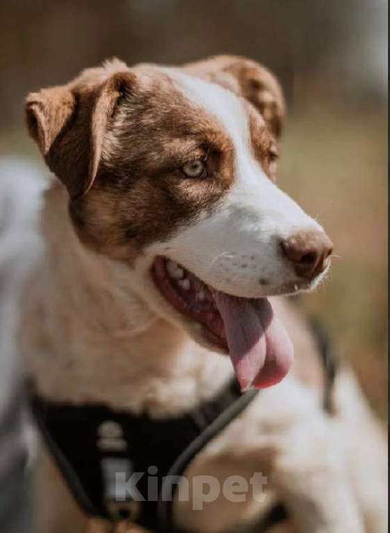 Собаки в Кубинке: Барни из приюта ищет дом. Мальчик, Бесплатно - фото 2
