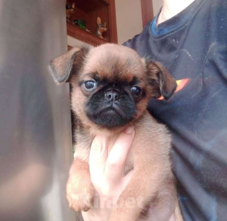 Собаки в Москве: Девочка пти-брабансон, доставка по Москве Девочка, 50 000 руб. - фото 3