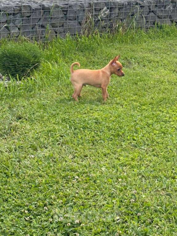 Собаки в других городах Московской области: Пражский крысарик Мальчик, Бесплатно - фото 3