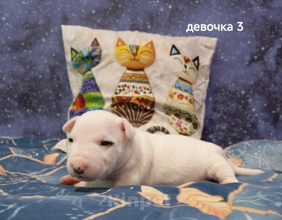 Собаки в Санкт-Петербурге: Продаю. Девочка, 100 000 руб. - фото 6