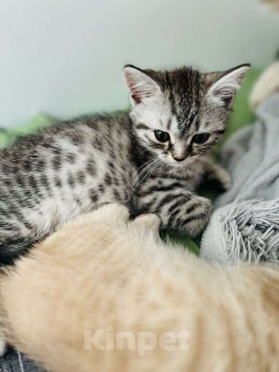 Кошки в Санкт-Петербурге: Шотландский котенок продажа Мальчик, 15 000 руб. - фото 6