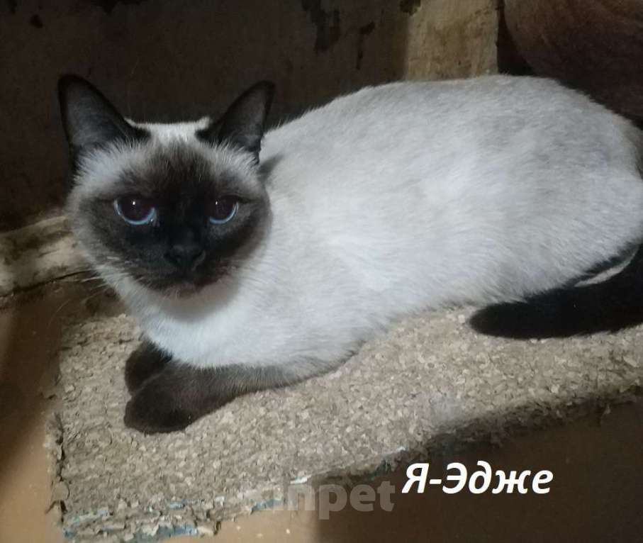 Кошки в Москве: Чистопородные тайцы из питомника за символическую сумму Разнополые, Бесплатно - фото 10