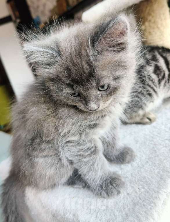 Кошки в Москве: Голубой пушистый котенок Девочка, Бесплатно - фото 2